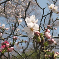 写真：滝谷公園桜のアップ