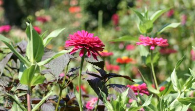 �_�Ƃ̒��ɍ炭�_���A