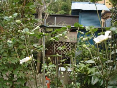 �V���E���C�e�炭