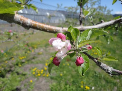 ��񂲂̉��ȉ�