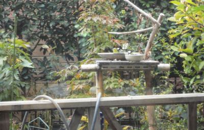 ���W���ƃV�W���E�J��