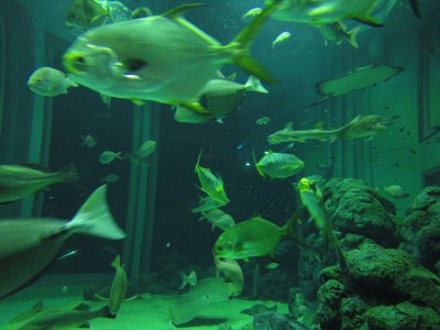 �v�[���ĊJ