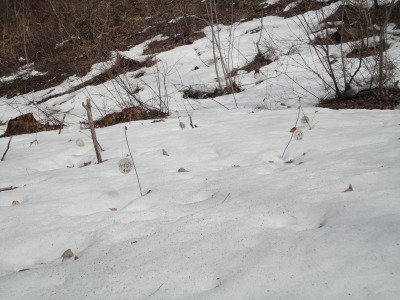 �A���c�܂���̉�