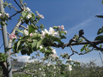 �����S�̉ԊJ��