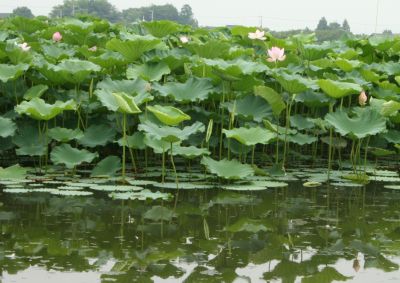 �n�X�̉Ԃ߂���