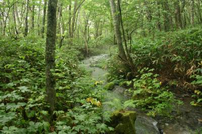 ��ƍ����̒�