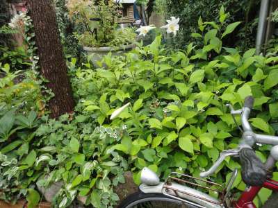 �����̉Ԃ��炢��