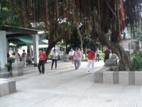 ���C�ɑ̑�