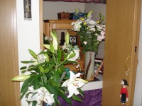 �Ԃ������ς��̕��d