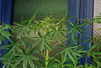 ���Ⴂ�Ȃ炢���񂾂���