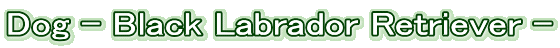 Dog - Black Labrador Retriever -
