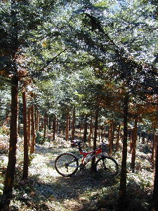 �^�C�v�O�Q��