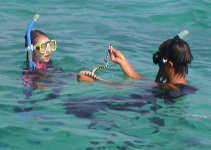 �K�C�h�̓E�~�w�r�����܂����B