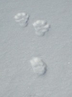 �����̑��Ղł���B