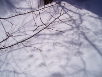 �������̑��Ղ��B