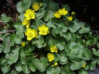 �����E�L���J