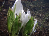 �����̐��m��