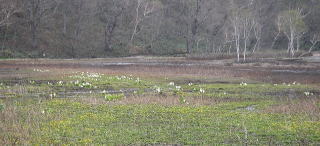 ���{�߂����猩�����m�Ԃƃ����E�L���J