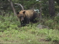 �܂��ɁC�q�O�}�ł��B