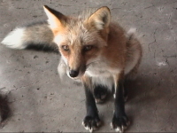 ���ꂪ�L�^�L�c�l�ł���B