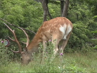 �G�]�V�J�̗Y�B