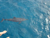 �N���[�U�[�ƕ���ł��悮�B