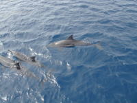 �������̃C���J���j��