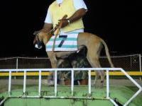 �h�b�O���[�X