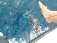 �N���[�U�[�̑O���j��