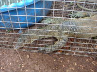 �C�O�A�i�ł���B