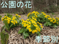 �����̉ԋG�ߕʃ^�C�g��