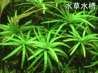 �����̎ʐ^