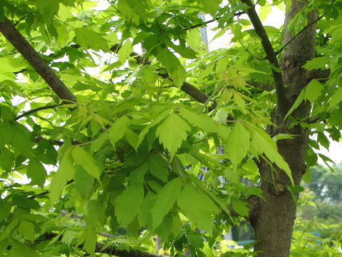 トネリコバノカエデ トネリコ葉の楓