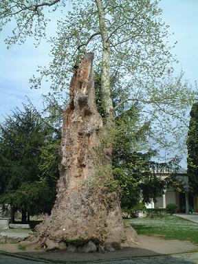 �g�v�J�v�{�a�̗錜