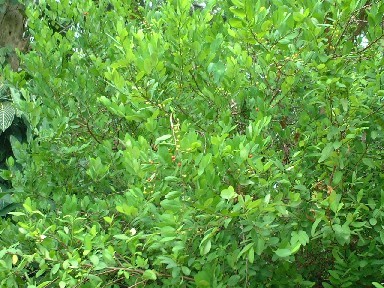 �}���t�@�i