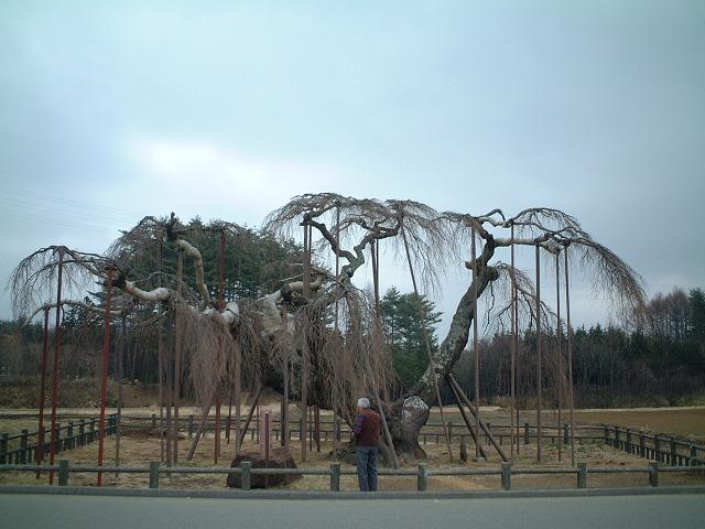 �_�c�̑厅��