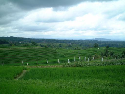 ���C�X�e���X�i�I�c�j