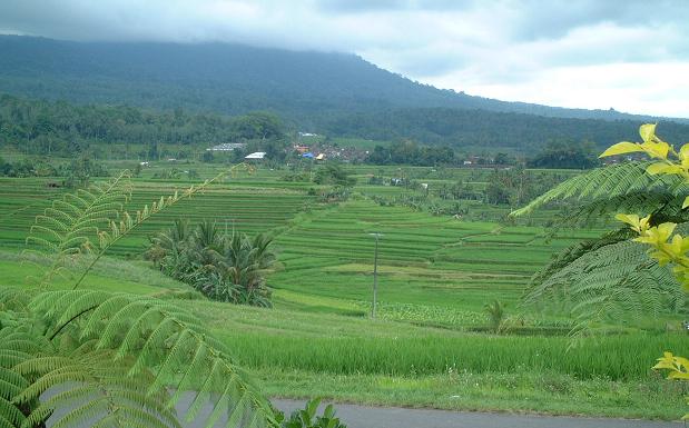 ���C�X�e���X�Q