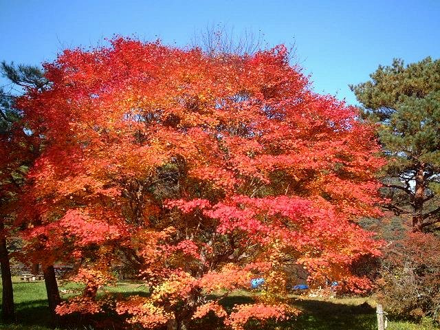 �����΂̂��݂�