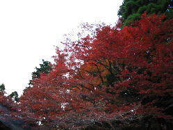 冬の訪れは落ち葉とともに