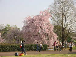 �����̍�