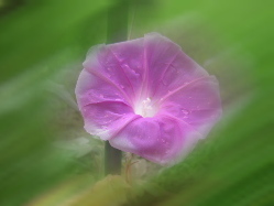 ����̔���