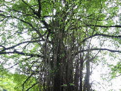 ����N�H