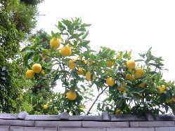 夏みかん?今は秋