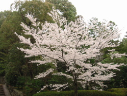 �V�C�悯��΂悩�����̂�