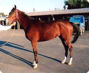 �G���W�F���X�C�[�g