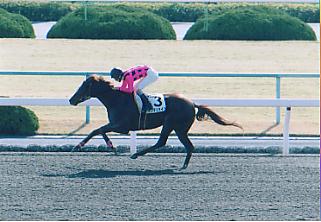 �C���f�����C��