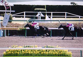 �}�O�l�e�B�b�N�}��