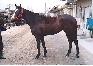 マジカルパレット