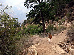 アメリカ旅行記/ グランドキャニオン ブライトエンジェルトレイル(Grand Canyon Bright Angel Trail)  鹿